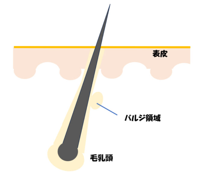 毛の構造